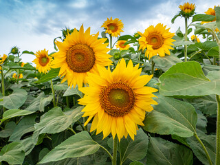 Sunflower flowers against background of clouds. Beautiful fields with sunflowers in summer. Agriculture concept. Summer vibe