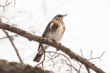 a blackbird sits on a tree branch in a winter forest