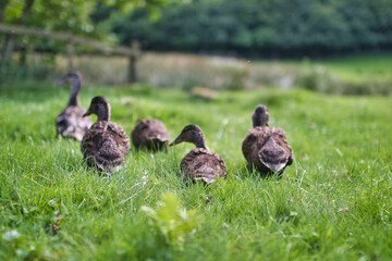 family of ducks
