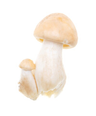 Mushroom Calocybe gambosa on a white background.