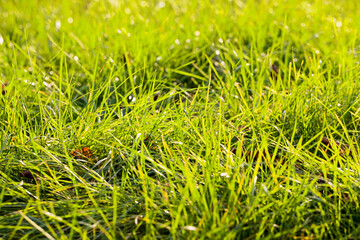 young sprouted wheat in the fields