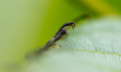 Close-up of a beetle's paw on a green leaf.