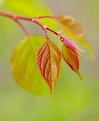 Leaves on a branch of apricot in summer.