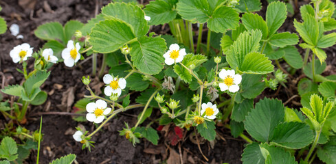 Flowers on strawberries in spring.