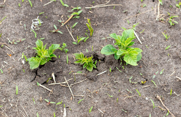 Potato leaves in the ground in spring.