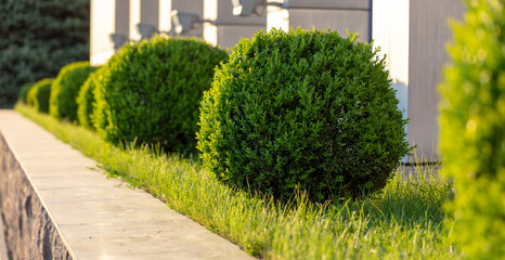 Green decorative bushes on the city