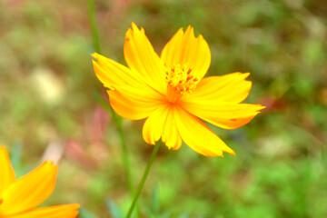 Yellow flower blurred background. Flower background photo