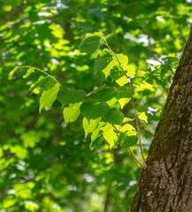 Green leaves on a tree