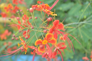 Flam boyant flower closeup photo with blurred background