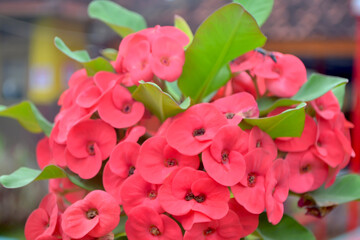 Euphorbia milii-Indoor flowering red plant with thorns on a blurry background
