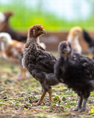 Portrait of a little chicken on the farm.