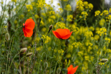 Obraz premium Podlaskie maki, Polska