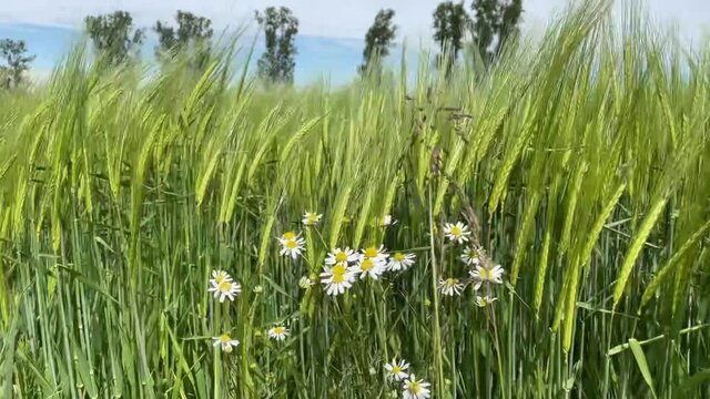 Beautiful green wheat field with ears and chamomile flowers moving in the wind with blue sky and trees in the background.