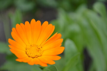 orange flower