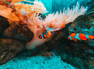 fish in aquarium