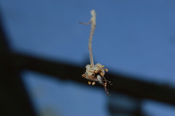 leaf