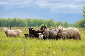 Lambs and sheep green grass..