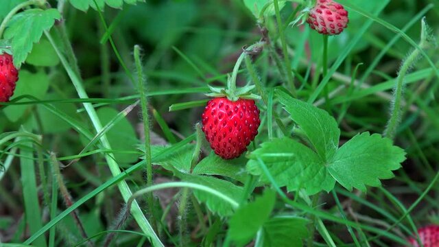Wild woodland Strawberry with ripe red fruits in a forest. 