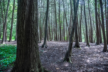 A bunch of tress together in a nature park in Elora, Ontario.