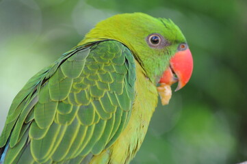 close-up of colorful rainbow lorikeet sitting on a tree branch on a blurred background.