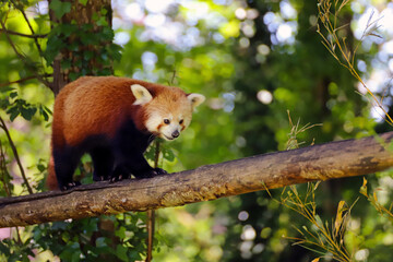 Adorable panda roux dans les arbres