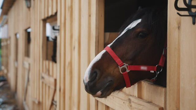 Horse looking out from the window of the stall. Dark bay horse closeup view. Horse stable with a row of windows in the background. Horse riding for leisure. 