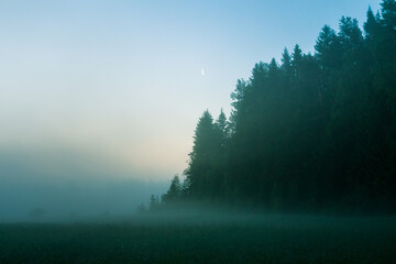 A beautiful morning landscape of a temperate forest in the summer. Woodlands with trees and vegetation. Summertime scenery of Northern Europe.