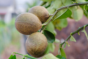 Disease in citrus fruit.Lemon tree canker disease.