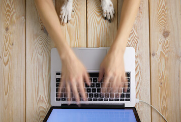 Image of woman’s hands typing fast on laptop keyboard with dog’s paws on same tabletop. View...