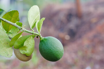 Disease in citrus fruit.Lemon tree canker disease.