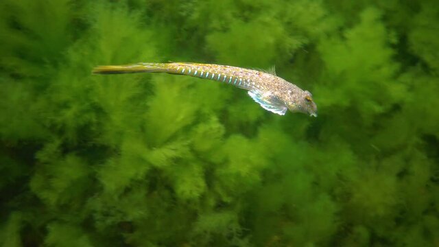 The Sailfin dragonet (Callionymus pusillus), male of a beautiful fish swims over the seabed, the Black Sea.