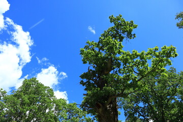 Fototapeta premium Top of the green leaf oak tree. Blue sky with some small clouds. Swedish nature. Part of the trees. Copy space for text. Stockholm, Sweden, Scandinavia, Europe.