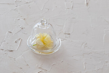Begonia flower under a glass cover on a painted white table. Decoration with a dining table. Beautiful table decoration