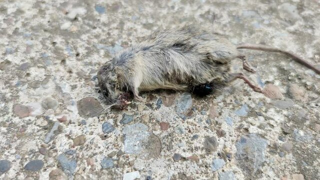 Dead rat on cement floor old background and filled with flies bluebottle swarm.