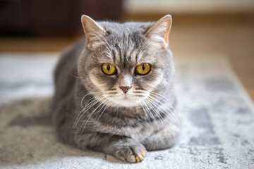grey british domestic cat with yellow eyes