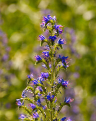 Echium vulgare, or viper's bugloss  growing near the road in Finland
