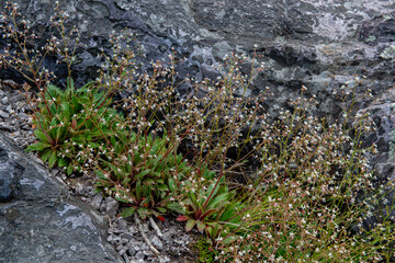 Obraz na płótnie Canvas Michaux's Saxifrage (Micranthes petiolarisis) is found on rock walls, boulder fields, and seeps in the Appalachian mountains from Maryland south to Georgia.