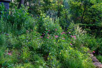 Backyard wildflower garden in central Virginia in June, with purple coneflowers, bottlebrush grass, and other native plants.