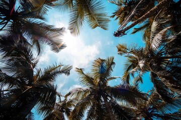 Fototapeta na wymiar caribbean palm trees on panama beach (Bocas Del Toro)
