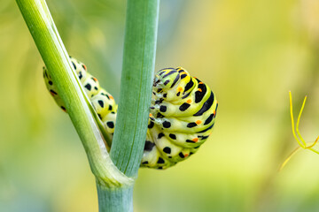 Caterpillar of an old world swallowtail, Papilio machaon on a fennel stem
