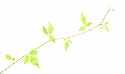 Young shoot of Virginia creeper vine (Parthenocissus quinquefolia), a native plant of central and eastern North America. Mature leaves have 5 leaflets.