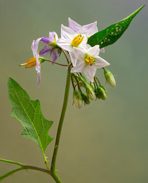 Macro View Of Flowers And Flower Buds Of Carolina Horsenettle (Solanum Carolinense), A Native Perennial Of The Southeastern United States. Member Of Nightshade Family,