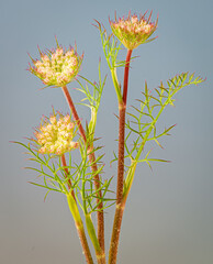 Queen Anne's lace flowers (Daucus carota). Flowers have not yet fully opened into the characteristic umbel shape. - obrazy, fototapety, plakaty