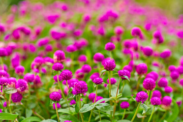 Obraz premium Bright juicy flower bed of purple flowers gomphren