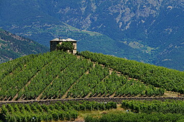 The vineyard 