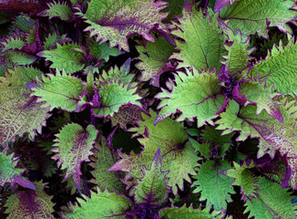 Close-up view of leaves of coleus plant, a cultivar of  Coleus scutellarioides.