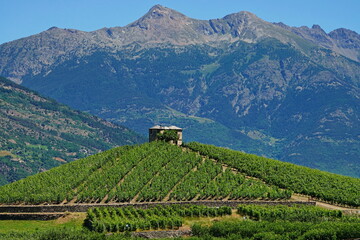 The vineyard 