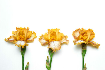 Three yellow-brown iris flowers on white isolated background with empty space for text, copy space, flat layout, concept of greeting card design elements, cover template, variety of irises gardening