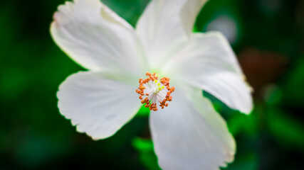 A pretty flower with green background. I captured this image on August 11, 2018, from Dhaka, Bangladesh, South Asia