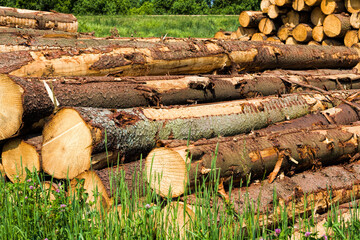 wood in the green grass